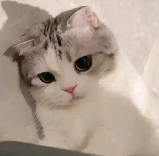 🥺