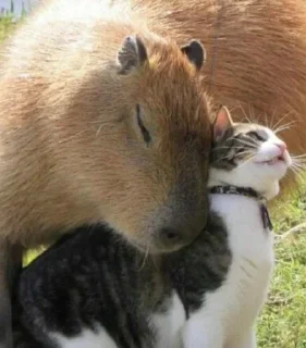 🐗