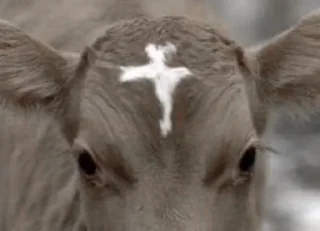🐮