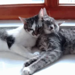 😽