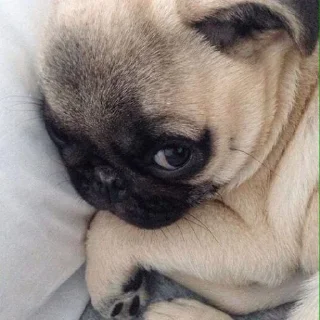 🐶