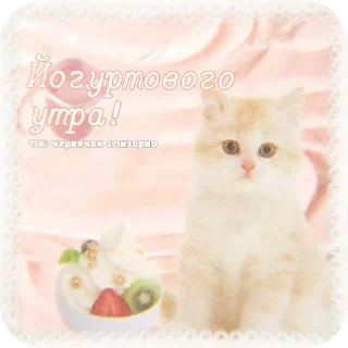 🐱