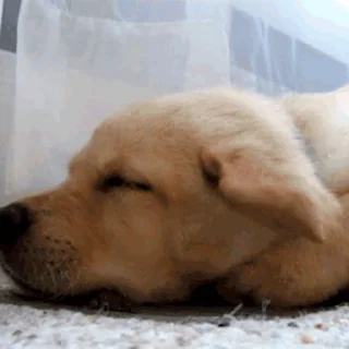 💤