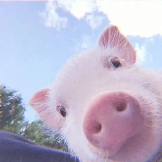 🐽
