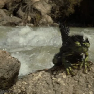 🐸