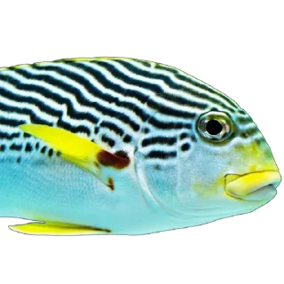 🐠