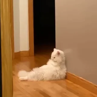 🐾