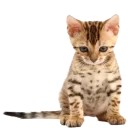 😻