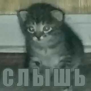 🙀