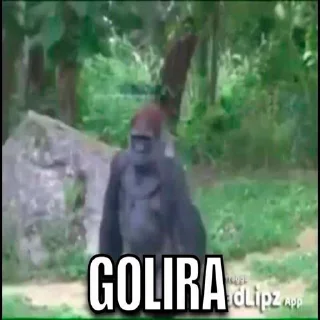 🦍