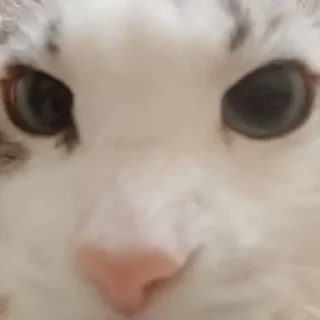 🎀