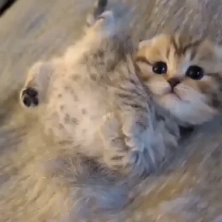 🥺