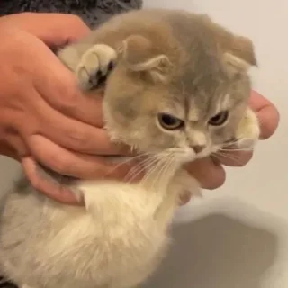😠