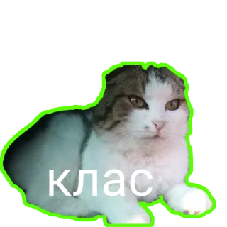 😼
