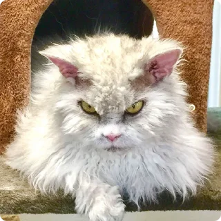 😡
