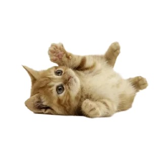 🐱