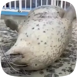 🌟