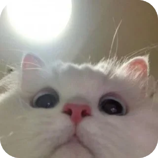 🐱