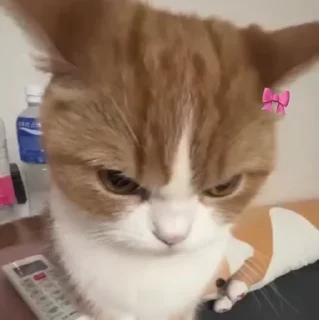 🐱