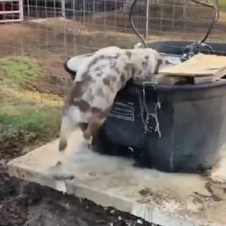 🐩