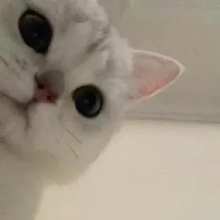 🫡