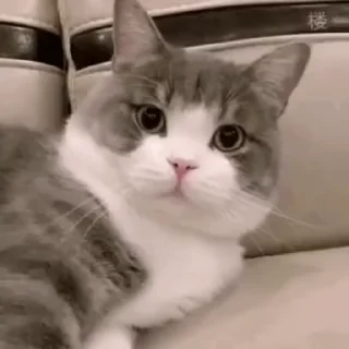 😡