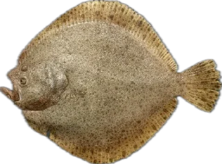 🎣