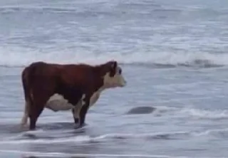 🐄