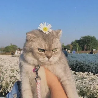 😡
