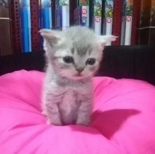 🐾