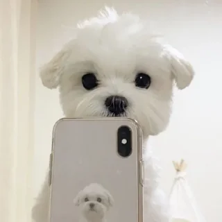 🐶