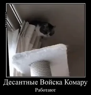 😼