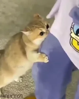 😾