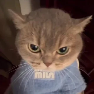 🐈‍⬛