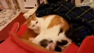 🐱
