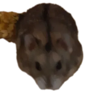 🐶