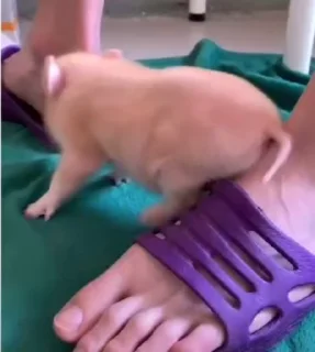 🐷