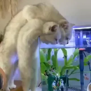🧶