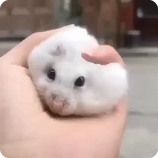 🌟
