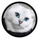 😻