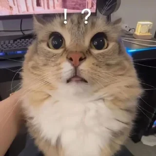 🌟