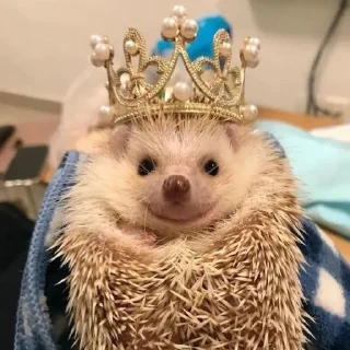🦔