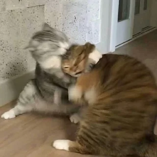 🤼