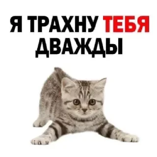 ### @shlrona