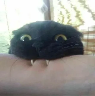 🧛