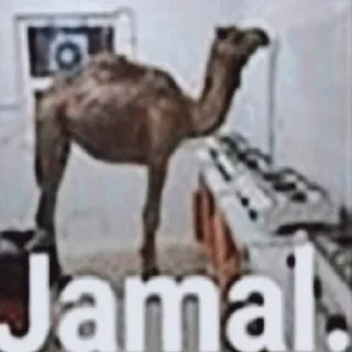 🐪