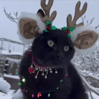 🦌