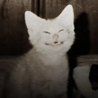 🐈‍⬛