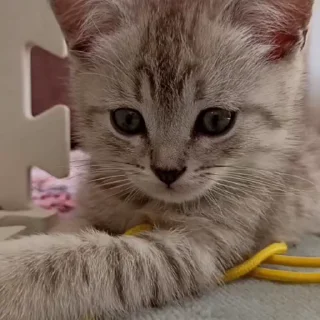 🥺
