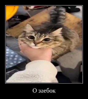 🌟